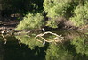 egret on lake