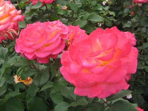roses at the rose garden