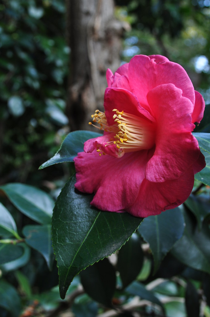 Camellia japonica (unknown)