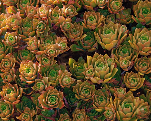 Aeonium cultivar by plantmanbuckner