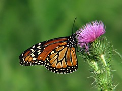 Mariposa Monarca HDF