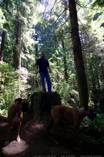 walking in the humboldt redwoods - _MG_1129