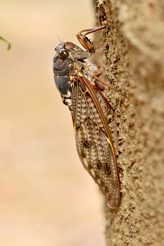 cicada_6