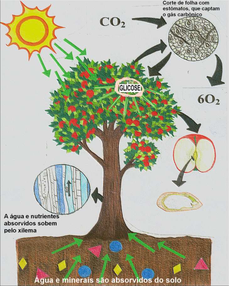 Árvore e fotossíntese
