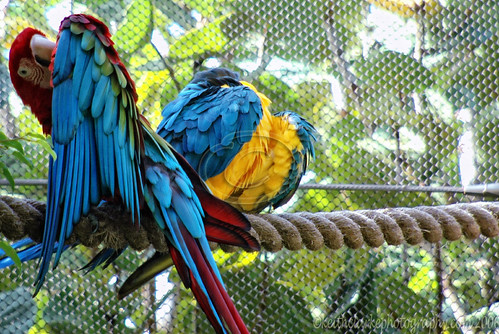 Playful Macaws