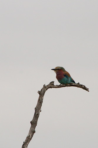 4040951580 b852a0b829 Lilac Breasted Roller