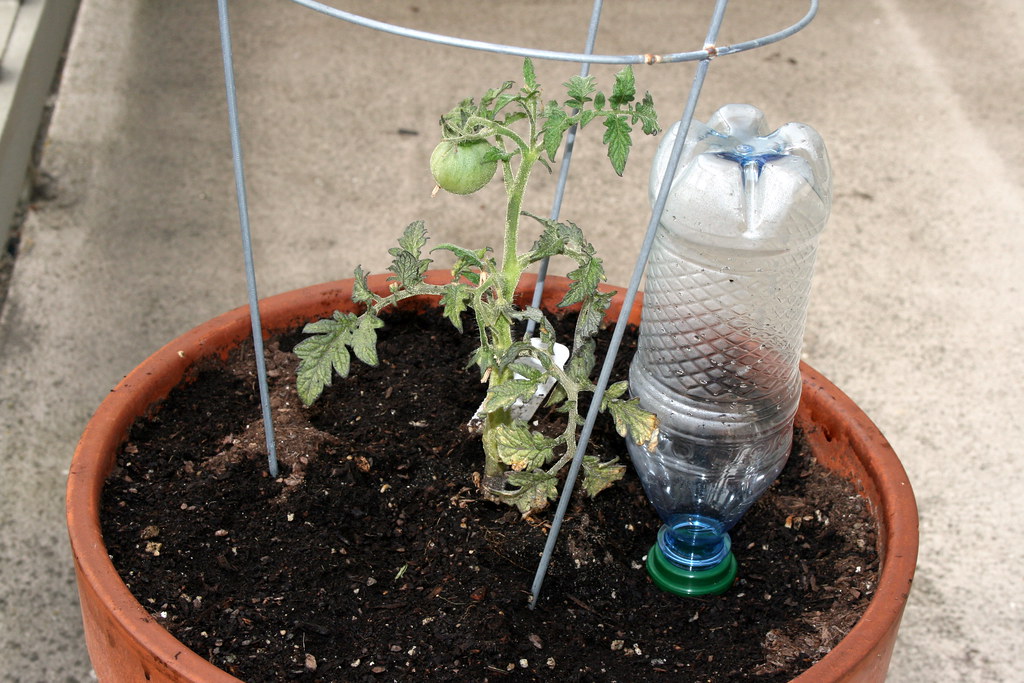 Tomato plant with Plant Nanny