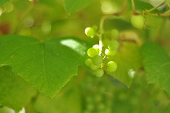 Sunripening grapes