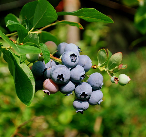 Macombers Blueberry Stand berry bunch