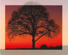 Swap with Netherlands - Sunset (sunrise) tree