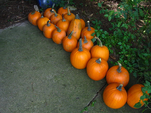 Pumpkins for carving