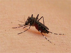 Dengue Mosquitoe