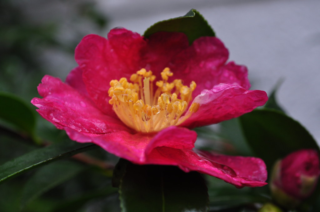 Camellia sasanqua 'Kanjiro' 1