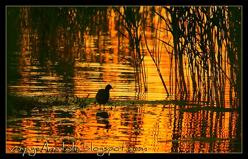 Golden Sunset at Lake Mogan by voyageAnatolia.blogspot.com