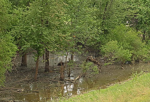Swamp, in Kimmswick, Missouri, USA