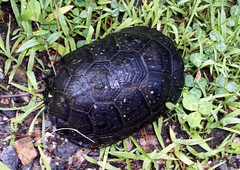 Turtle_8309