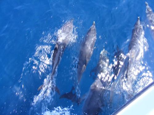 Our Dolphin Escort