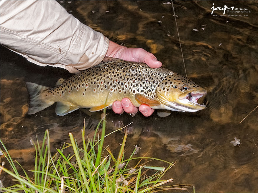Brown Trout - Night Fishing