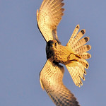 Kestrel (Falco tinnunculus) Explored 26th September 2009