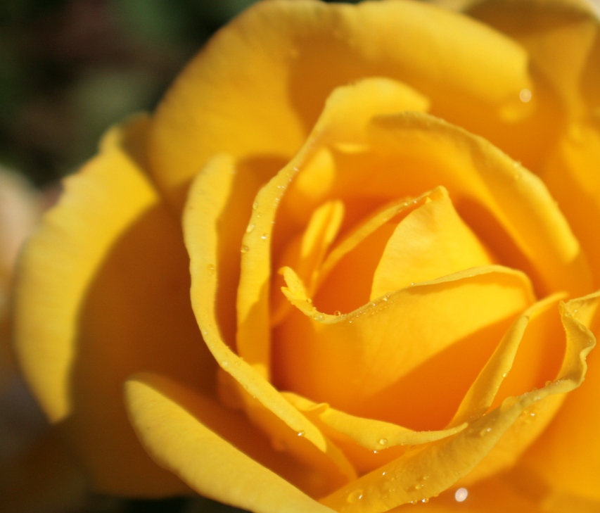Favorite Yellow Rose