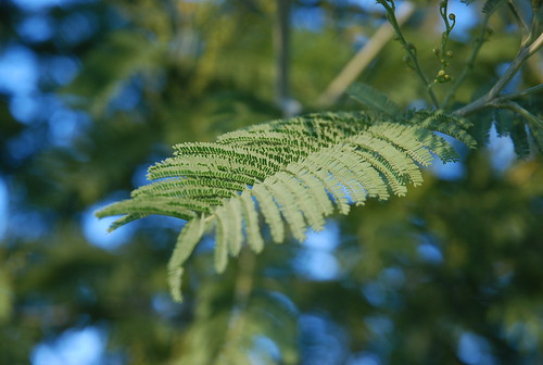 A featherly leaf