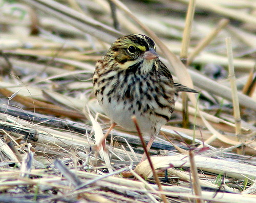Savannah Sparrow at Brig 2-20091013