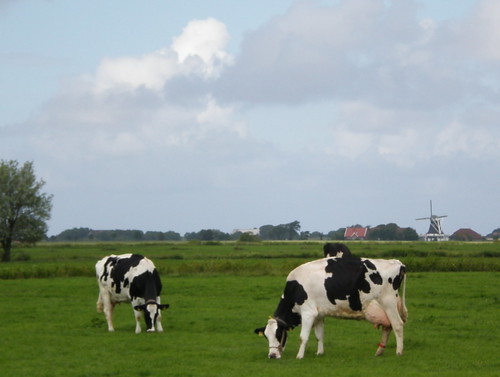 West Frisian Landscape