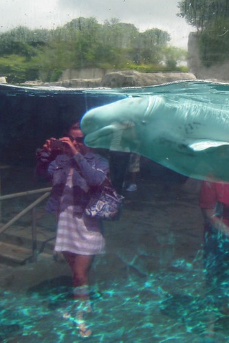 Photographing the belugas