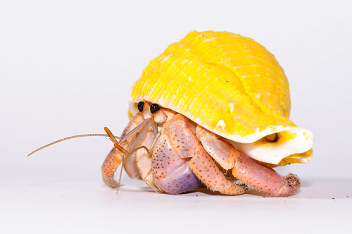 Hermit_crab-1