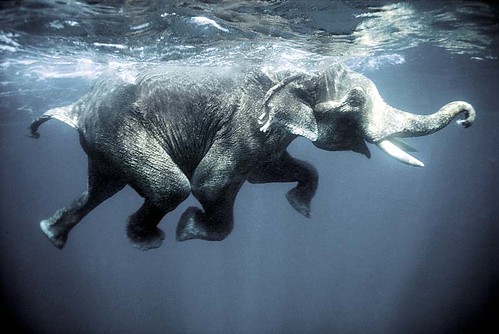 Swimming elephants por oblaise.