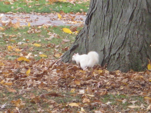 white squirrel, oberlin, ohio