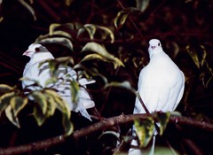 Doves in the Botanical Gardens Napier New Zealand 1991