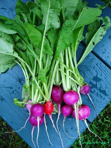 radishes from our garden