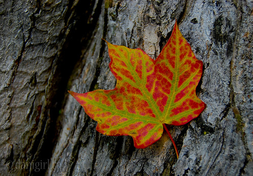 244:365 Maple leaf