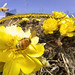 Far East Amur adonis and bees