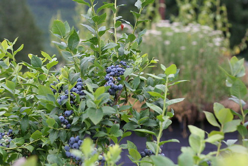 Berry Picking: Blueberry Edition