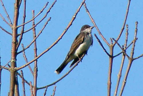 kingbird callahan 3