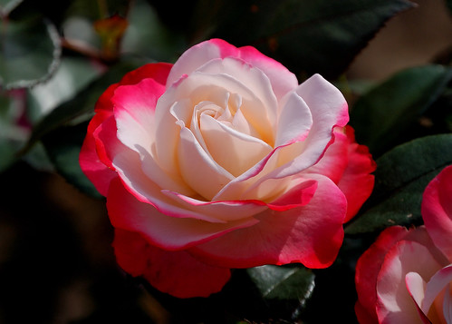 "Double delight", Red tipped white rose 