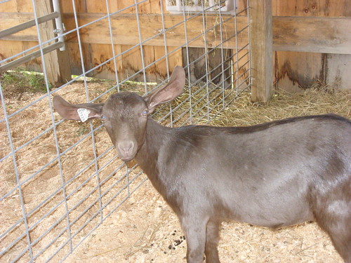 goat with great ears