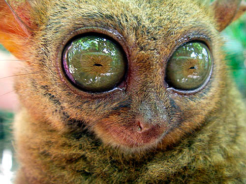 tarsier-philippines-05 by you.