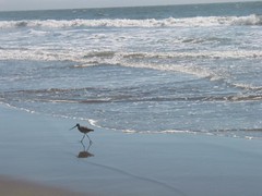 Stinson Beach Bird
