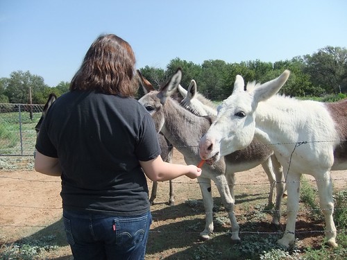 Lavada feeding the donkeys