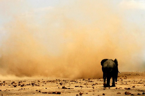 Elephants in the Dust...