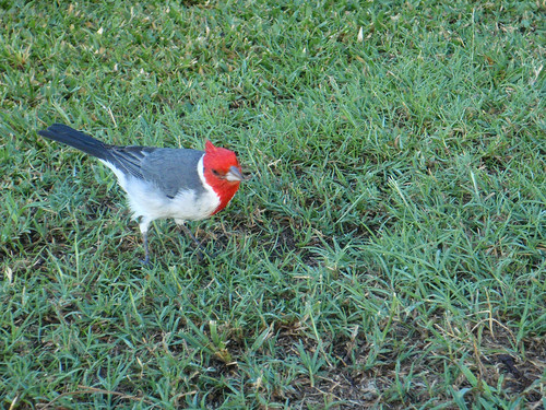 Red-Crested Cardinal--2