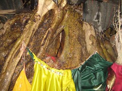 The tree cave from where Nagar supervises the pooja every now and then (by Raju's Temple Visits)