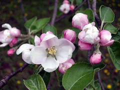 AppleBlossoms_51111o