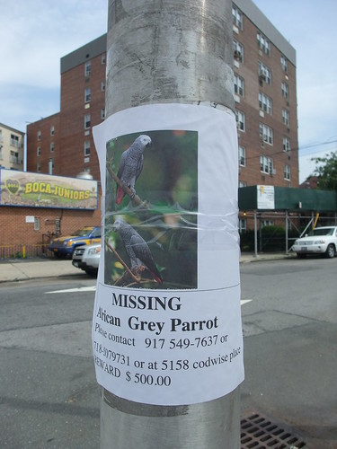Missing Grey Parrot, Queens