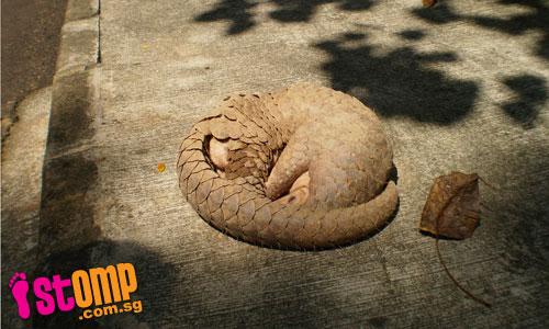 Pangolin spotted on Hillcrest Road
