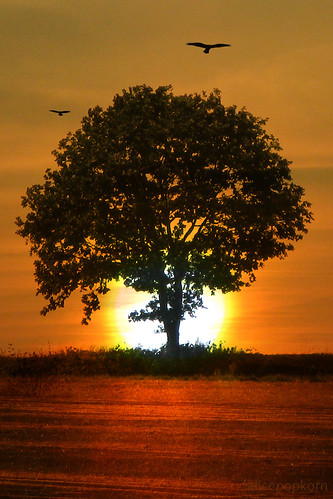 フリー画像|自然風景|樹木の風景|夕日/夕焼け/夕暮れ|橙色/オレンジ|シルエット|フリー素材|