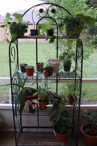 Rack of plants